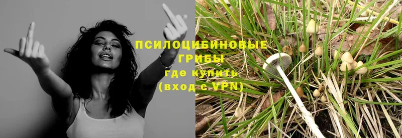 мега как войти  Ржев  Галлюциногенные грибы Psilocybe  где купить наркотик 